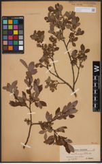 Foto von Salix aurita L. x Salix myrtilloides L.